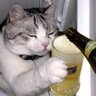 Molson Dry 6.5 % profil fotoğrafı