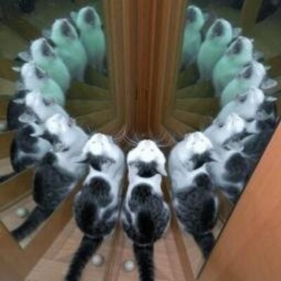 follyflly's profile picture