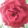 Фото профиля Rheeq Aldawasir