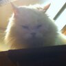 さっさー's profile picture