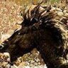 CrazyHorse 的头像