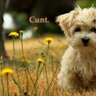 Ordinary Dog 的头像