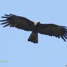 Black Eagle profil fotoğrafı