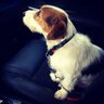 Profilbild von B.B. CAR
