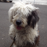 Profilbild von しょーねん