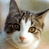 Miltos Siniossoglou's profile picture