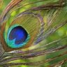 Ajey D. Jogalekar profil fotoğrafı