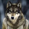 Wolf's profile picture