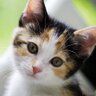 Texting Cat 的头像
