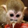 the porridge monkey 🥣🙉's profile picture