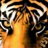 Tiger4Life 的头像