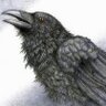 Ranting Crow's profile picture
