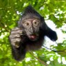 Profilbild von Drunken Monkey 🐒