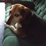 Charlie Ross profil fotoğrafı