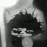 Sebastian Promitzer's profile picture