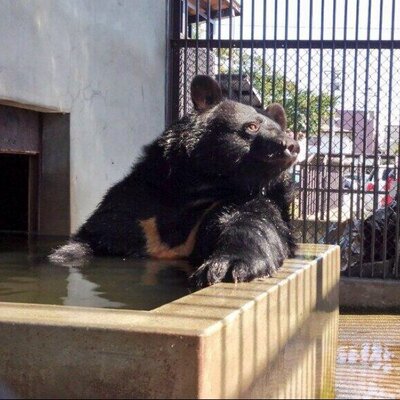 河北町児童動物園 (野生鳥獣救護所)'s profile picture