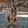 Brizkiwi's profile picture