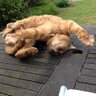 Profilbild von chairman miaow