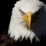 Reconquista's profile picture