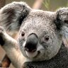 Cheech profil fotoğrafı