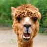 Marcio Alpaca's profile picture