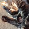 Sona profil fotoğrafı