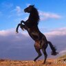 Stallion Jump's profile picture