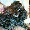 Profilbild von JB Bear Western