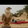 ابومالك 的头像