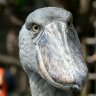 Dan profil fotoğrafı
