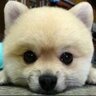 回る回る 的头像