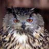 whywhatwhooooooo... profil fotoğrafı
