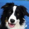 border_collie profil fotoğrafı