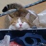Profilbild von ふうた