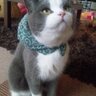 猫 ミチル 的头像