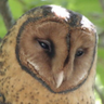 Profilbild von Kevin Bonham