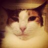A R's profile picture