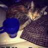 Фото профиля Coffee Cat