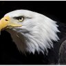 eagleeyeione 的头像