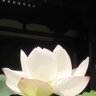 あっくん profil fotoğrafı