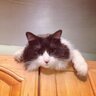 audramac's profile picture