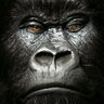 Steve's profile picture