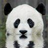 Profilbild von MrPandaCommando