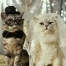 ابو اسامه البوسعيدي profil fotoğrafı