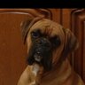 Domenico R. Pagnotta's profile picture