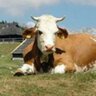 Gigli profil fotoğrafı
