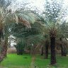 خالد الحنتوش profil fotoğrafı
