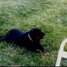 Rottweiler profil fotoğrafı