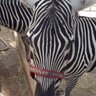 drSteve78 profil fotoğrafı