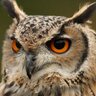 أبو أنس🦉's profile picture